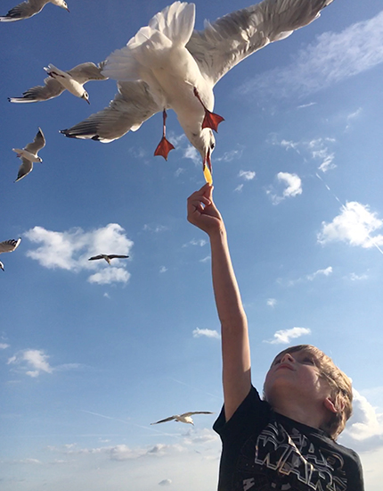 Seagulls at Lee on Solent